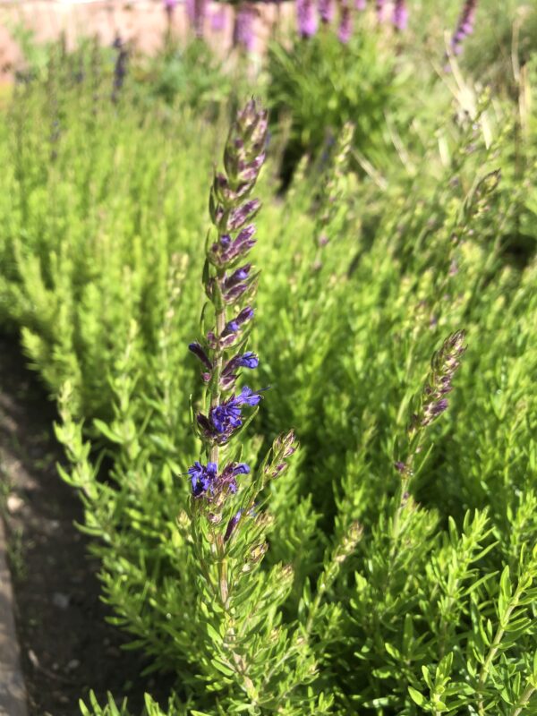 HYSSOP, DWARF