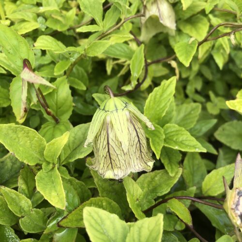 CODONOPSIS / Dang Shen