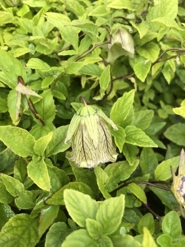 CODONOPSIS / Dang Shen