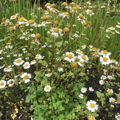FEVERFEW