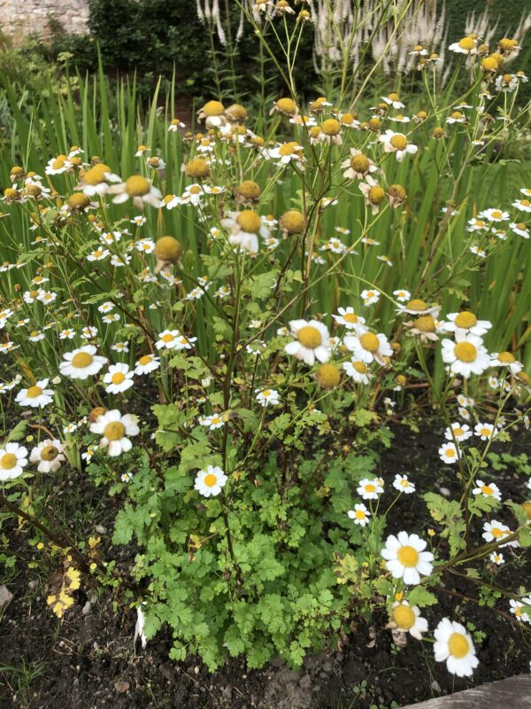 IMG_5174 FEVERFEW