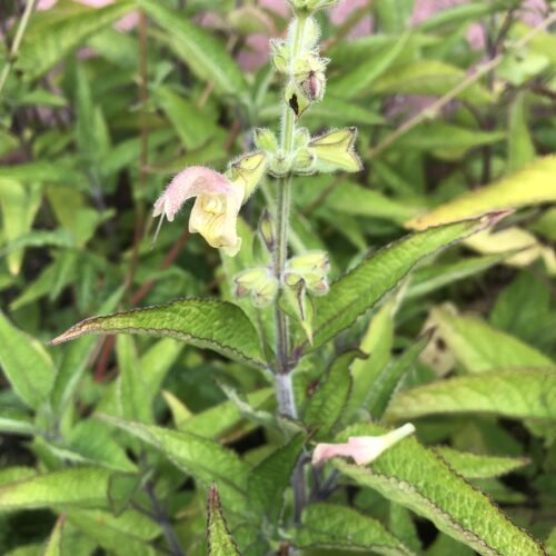 HIMALAYAN CLOUD SAGE