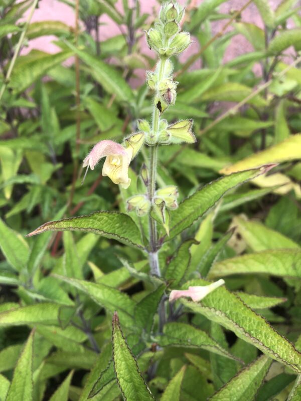 IMG_5188 HIMALAYAN CLOUD SAGE