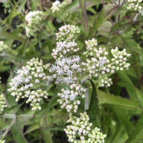 BONESET