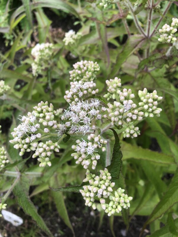 IMG_5197 BONESET