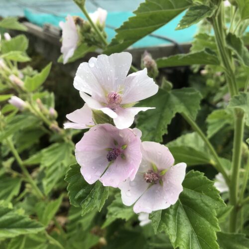 MARSH MALLOW