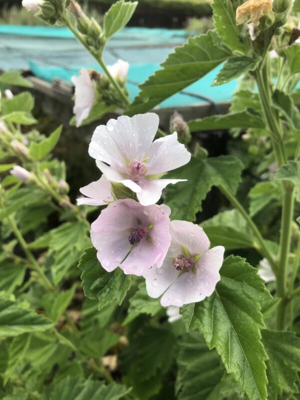 IMG_5200 MARSH MALLOW