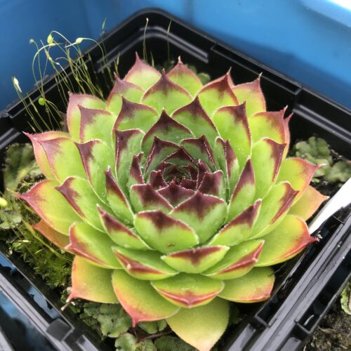 HOUSELEEK