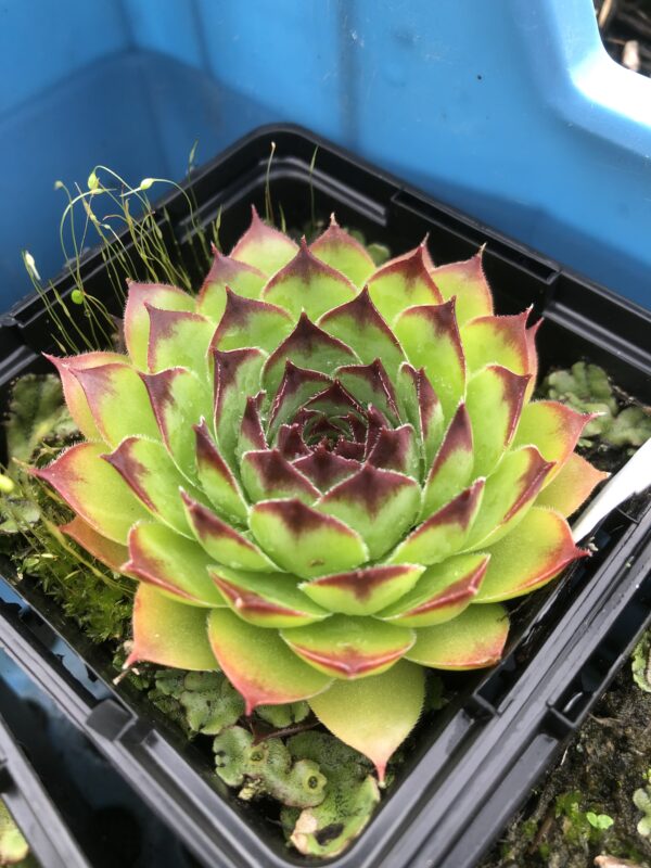 HOUSELEEK