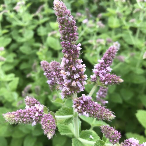 MINT, BOWLES