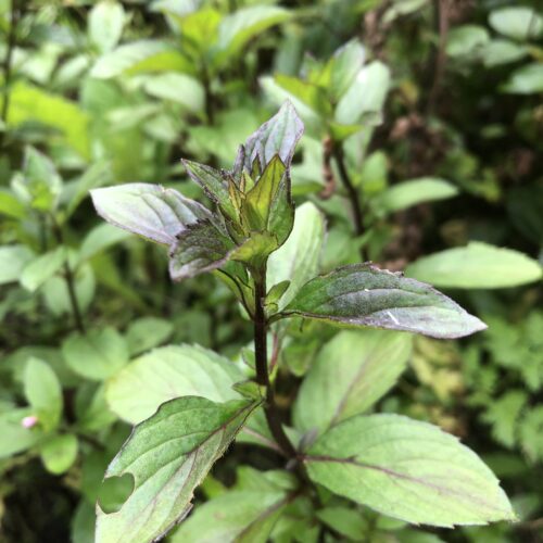 MINT, RED RARIPILA