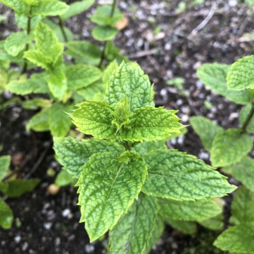 MINT, MOROCCAN