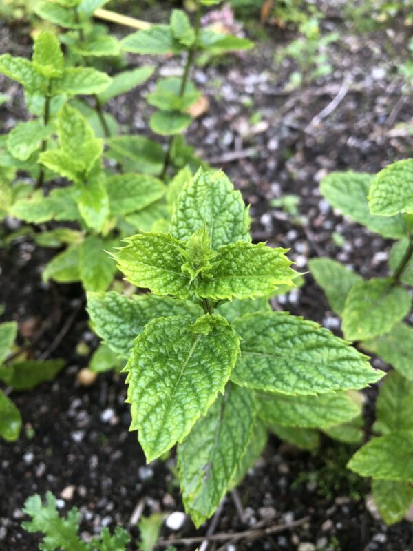 IMG_5241 MINT, MOROCCAN