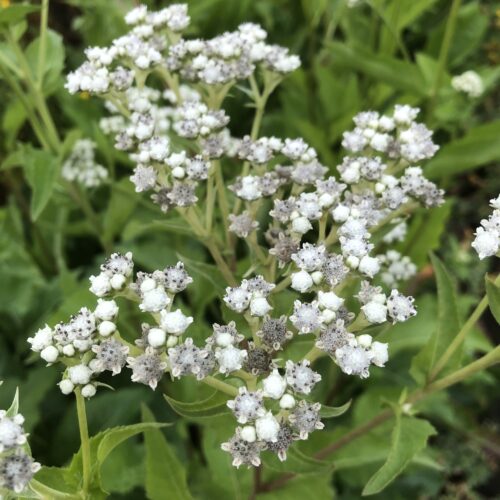 QUININE, WILD