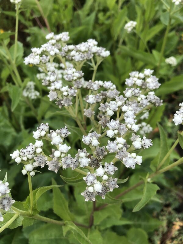 IMG_5244 QUININE, WILD