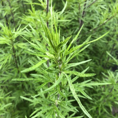 YOMOGI / JAPANESE MUGWORT