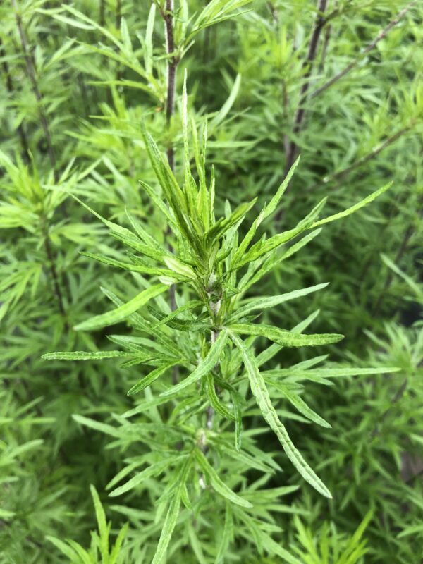 IMG_5252 YOMOGI / JAPANESE MUGWORT