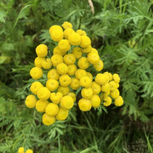 TANSY, WILD