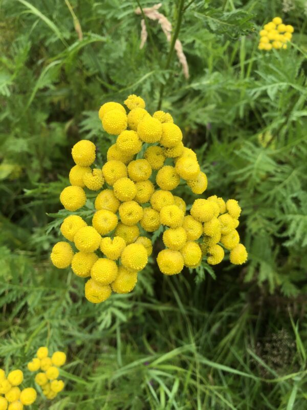 TANSY, WILD