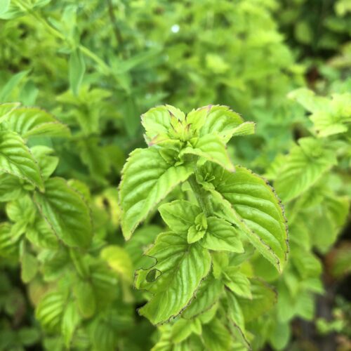 MINT, JAPANESE