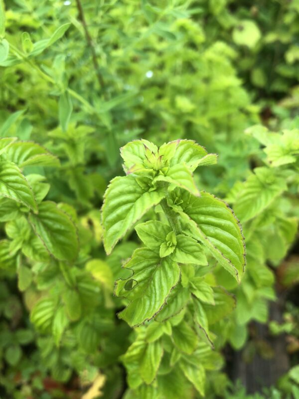 IMG_5263 MINT, JAPANESE