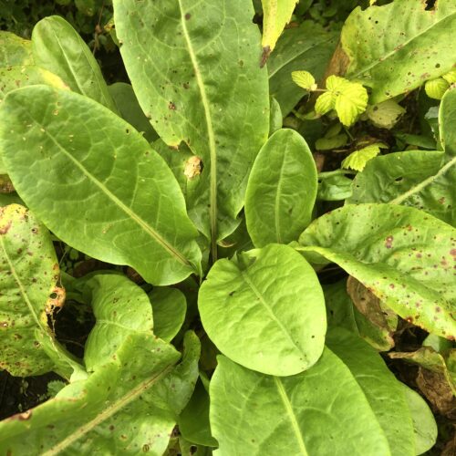 SORREL, PROFUSION