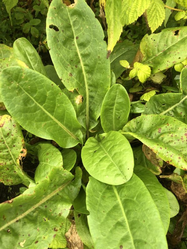 IMG_5264 SORREL, PROFUSION