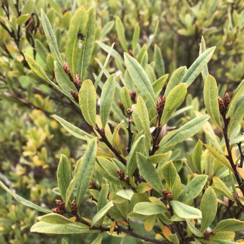 BOG MYRTLE