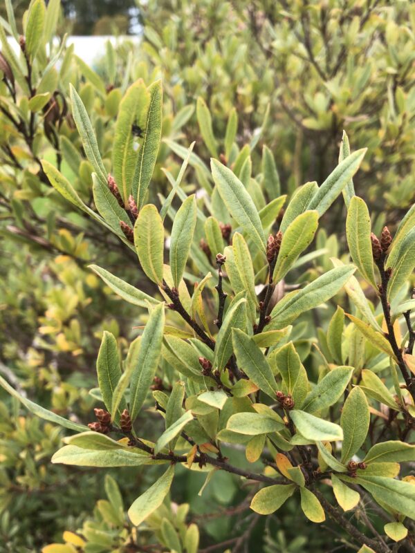 IMG_5270 BOG MYRTLE
