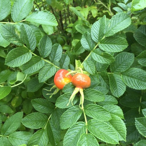 ROSA RUGOSA