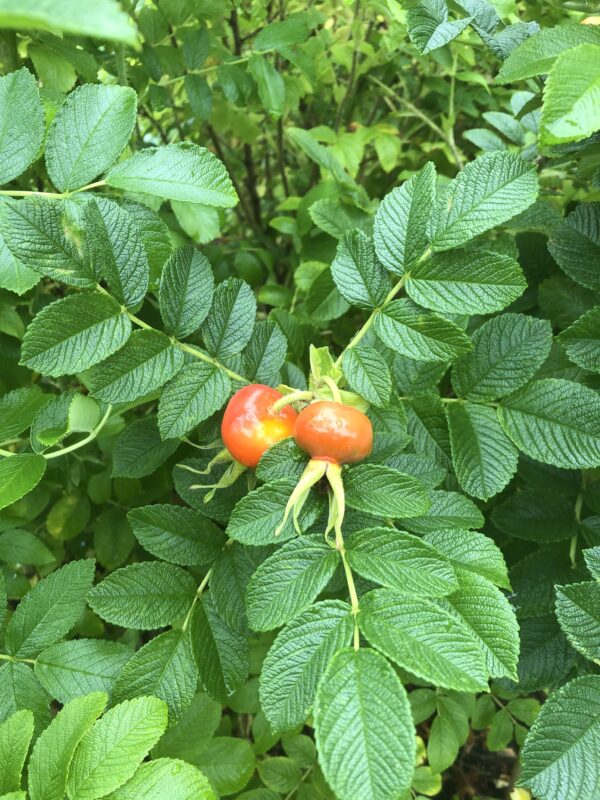 IMG_5272 ROSA RUGOSA