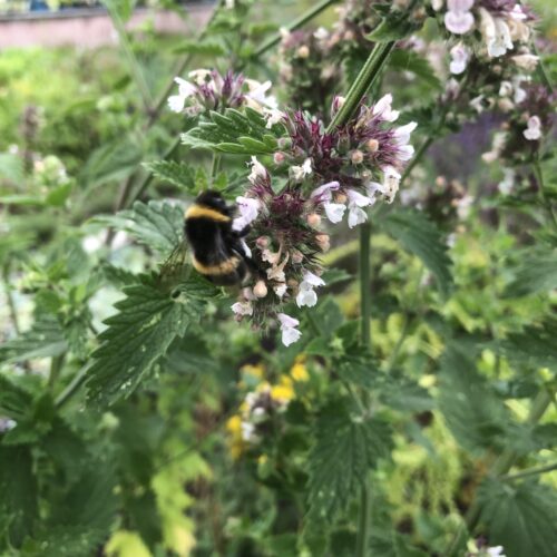 CATMINT, WILD or CATNIP