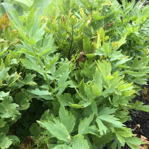LOVAGE