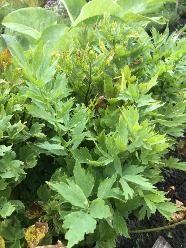 LOVAGE