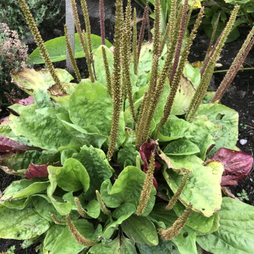PLANTAIN, GREATER