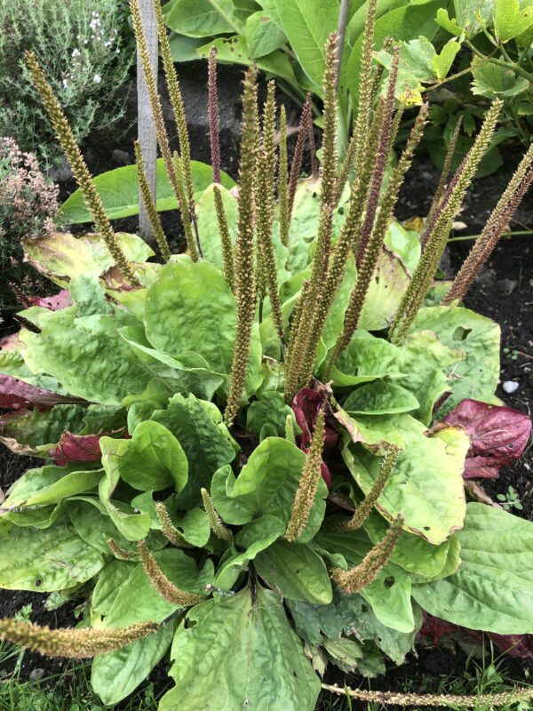 IMG_5287 PLANTAIN, GREATER