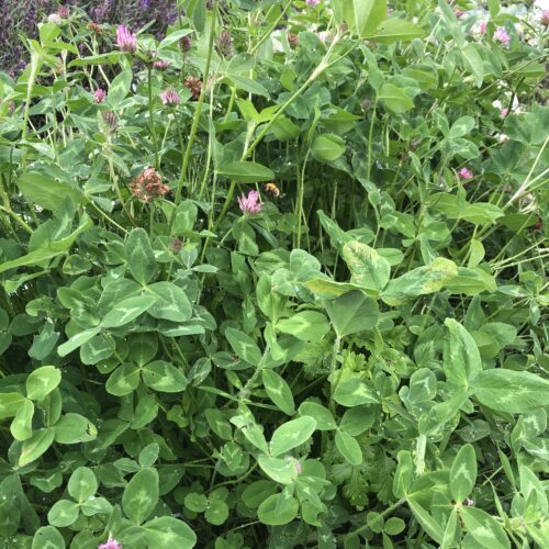 CLOVER, RED