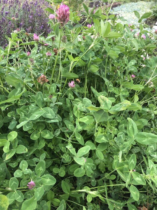 CLOVER, RED