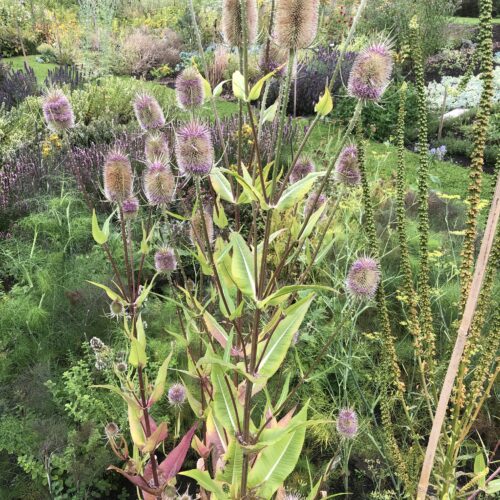 TEASEL