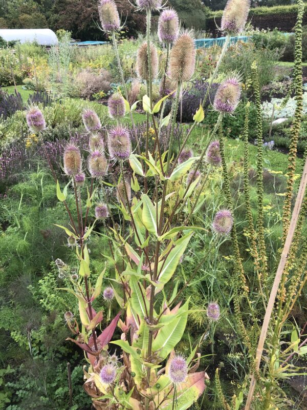 TEASEL
