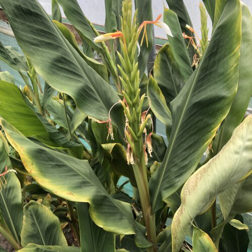 GINGER LILY