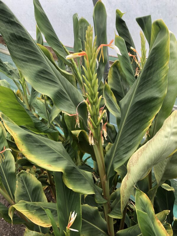 GINGER LILY