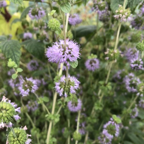 PENNYROYAL, UPRIGHT