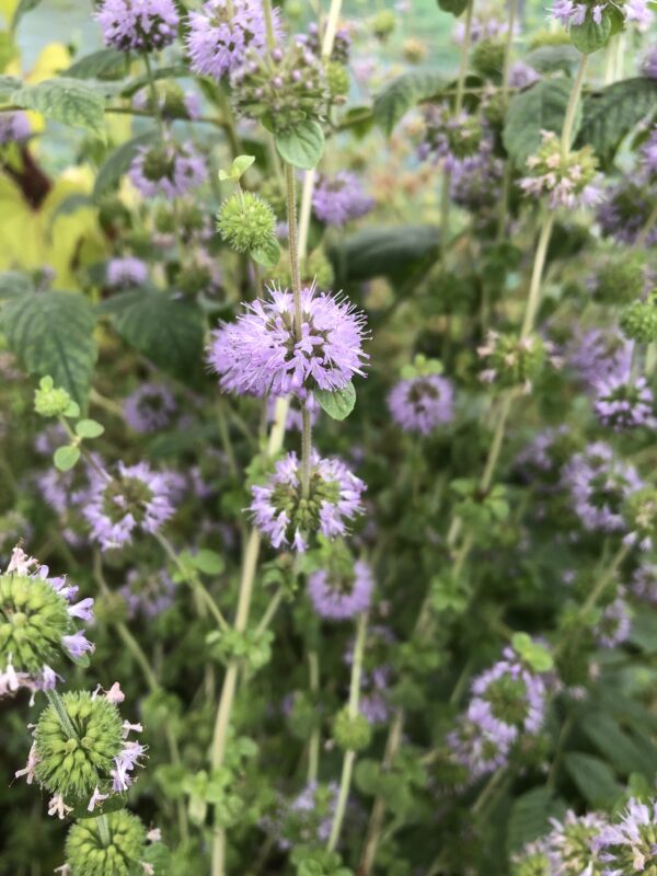 IMG_5317 PENNYROYAL, UPRIGHT