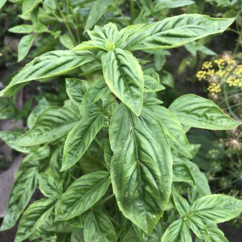 BASIL, SWEET