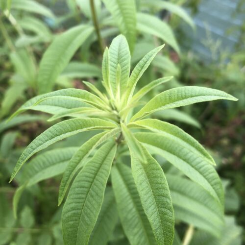LEMON VERBENA