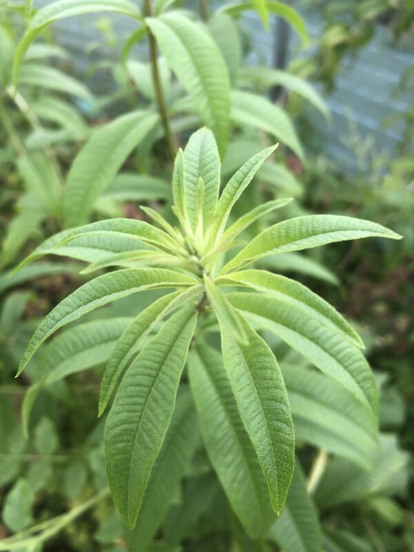 IMG_5323 LEMON VERBENA