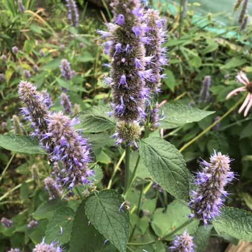 MINT, KOREAN