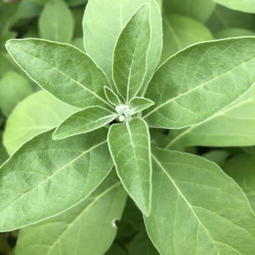 ASHWAGANDHA  (or Indian Ginseng)
