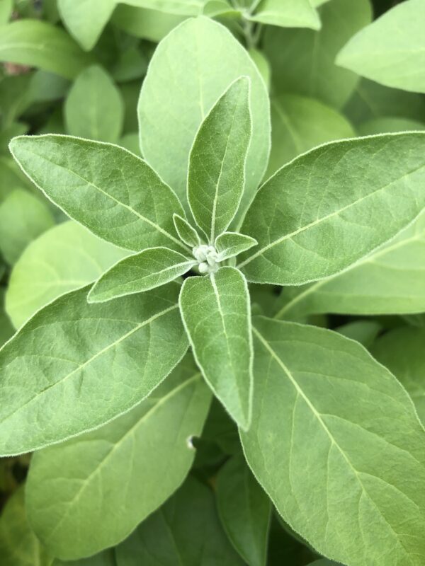 IMG_5332 ASHWAGANDHA (or Indian Ginseng)
